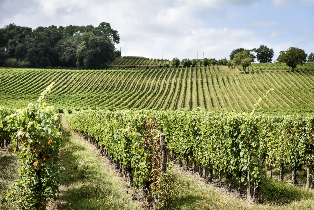 capteur rendement vigne